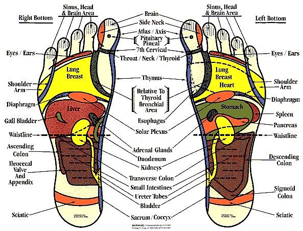 Foot Reflex Zone Chart